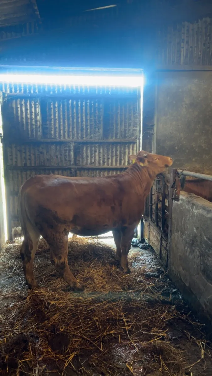 Limousin heifer - Image 4