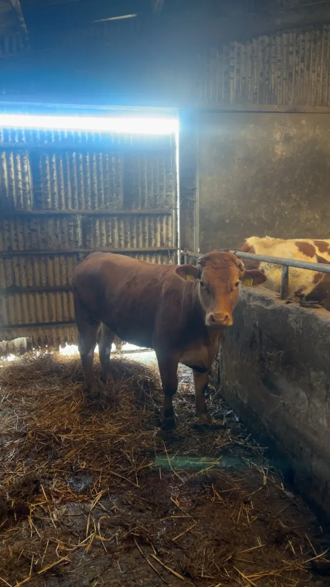 Limousin heifer - Image 1