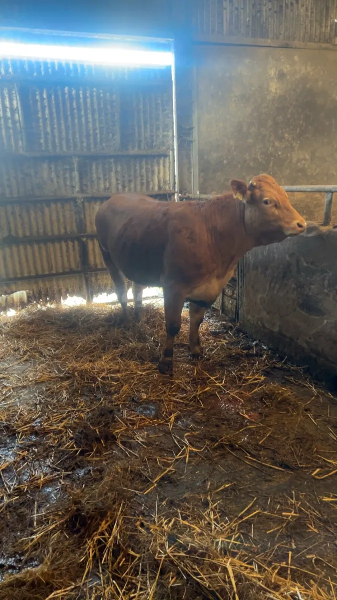 Limousin heifer - Image 2