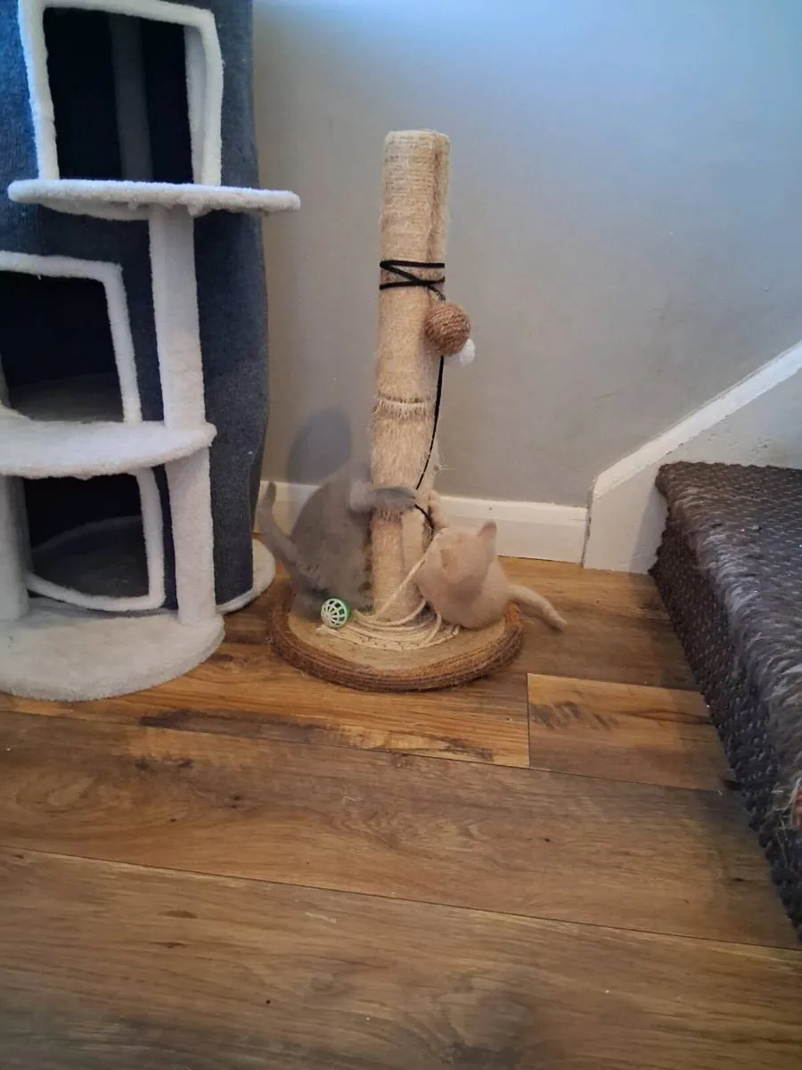 3 Pure Bred British Shorthair Kittens - Image 3