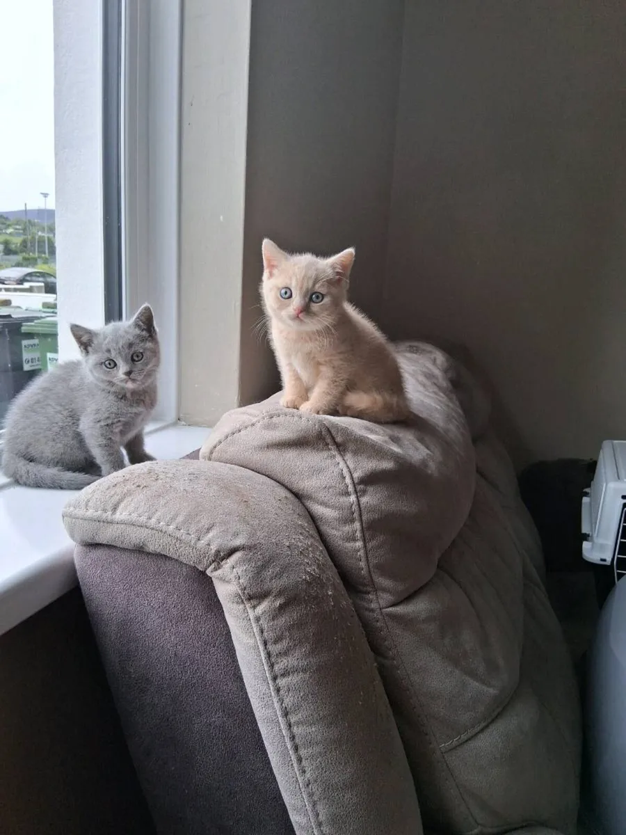 3 Pure Bred British Shorthair Kittens - Image 1