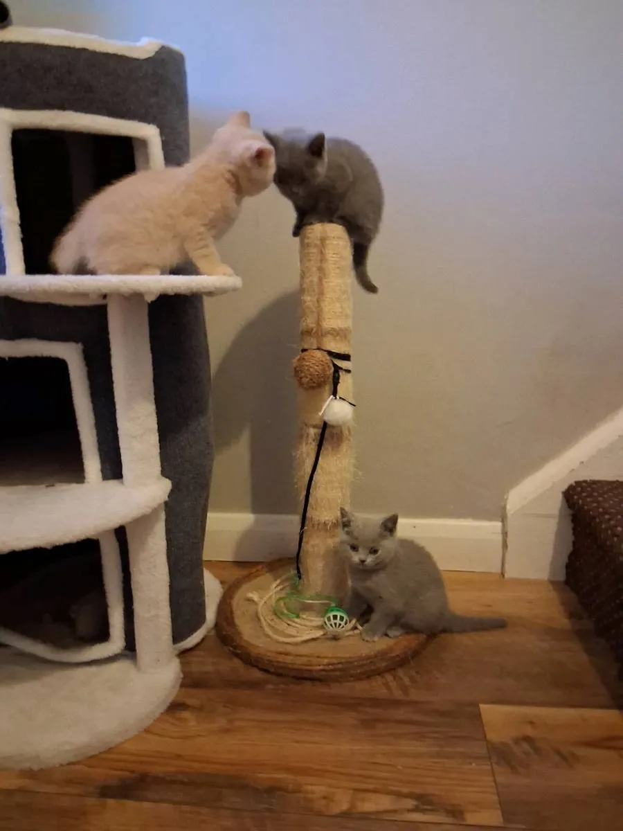 3 Pure Bred British Shorthair Kittens - Image 4