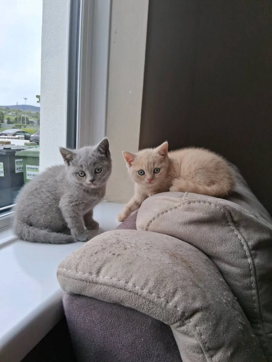 3 Pure Bred British Shorthair Kittens - Image 2