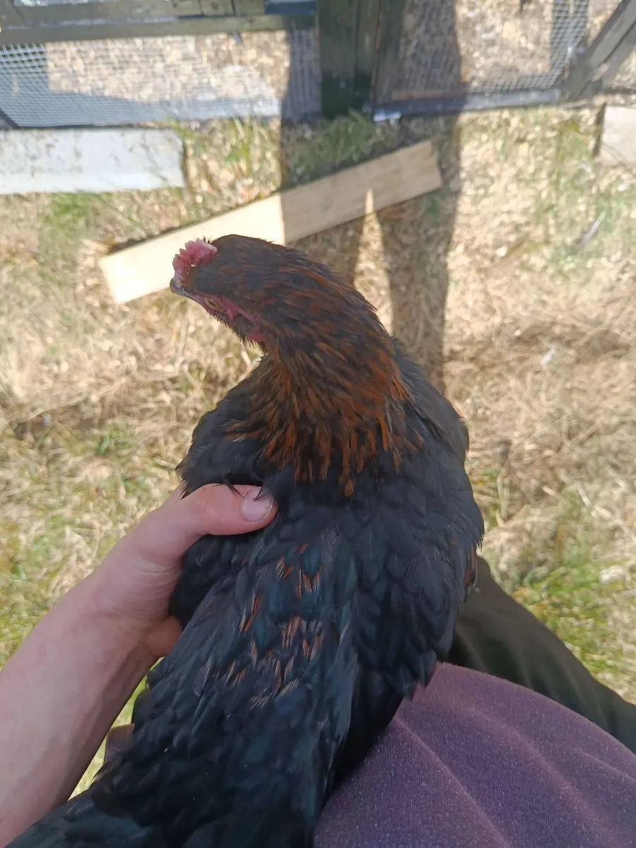 4 stunning roosters for sale - Image 2