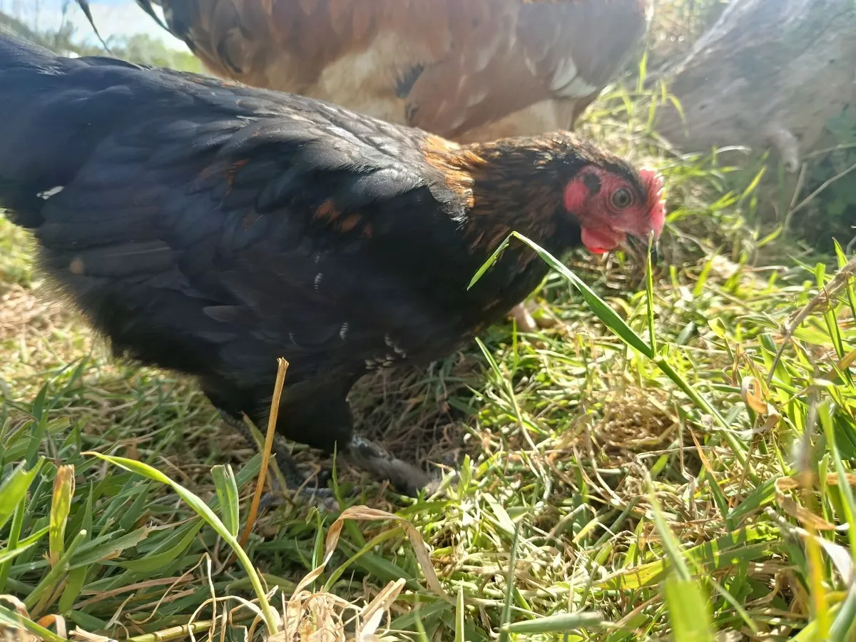 4 stunning roosters for sale - Image 1