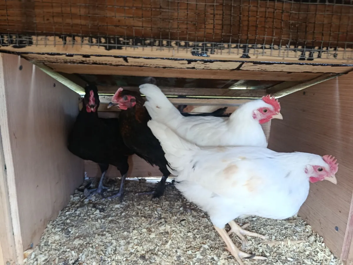 4 stunning roosters for sale - Image 4