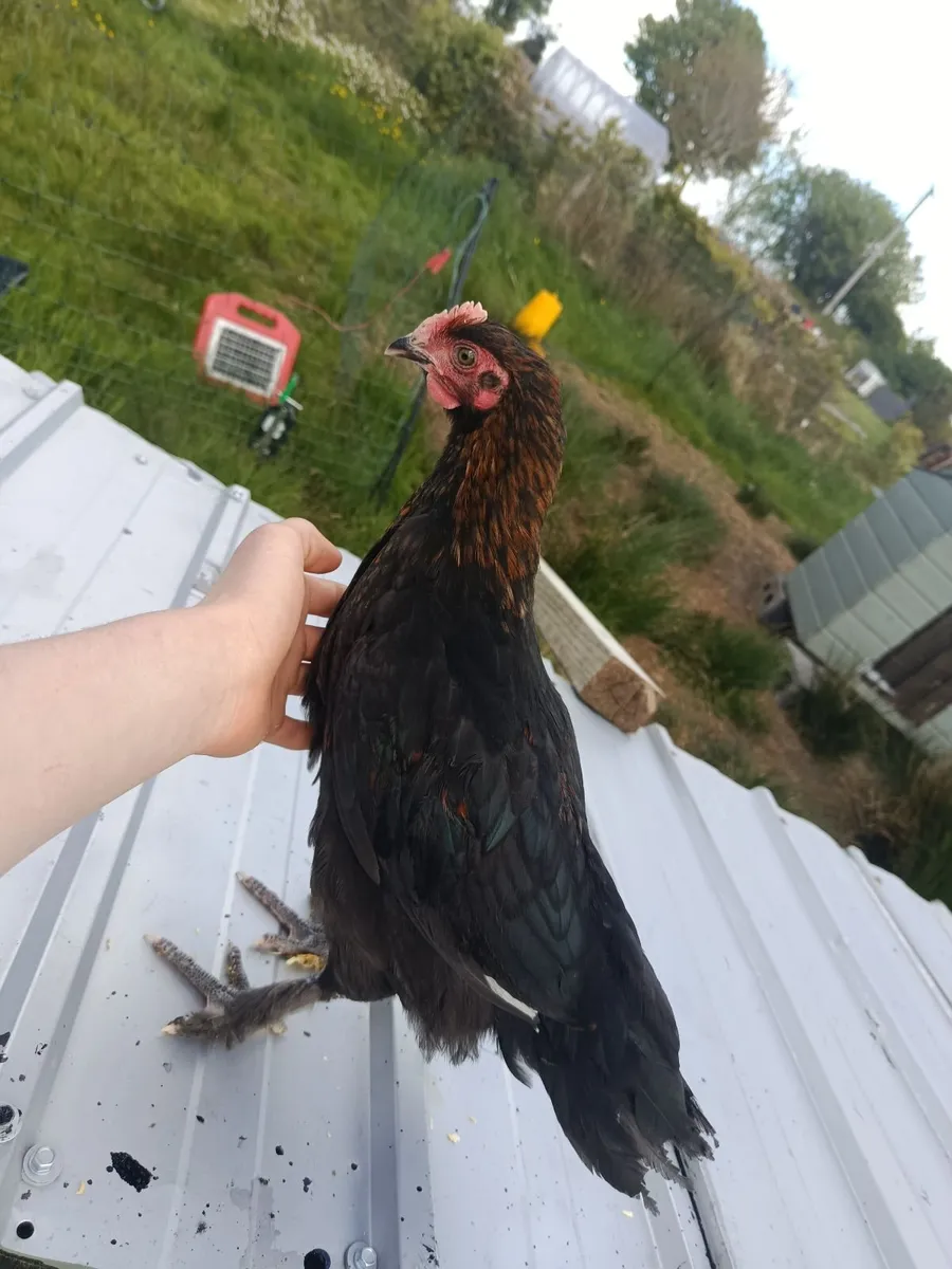 4 stunning roosters for sale - Image 3