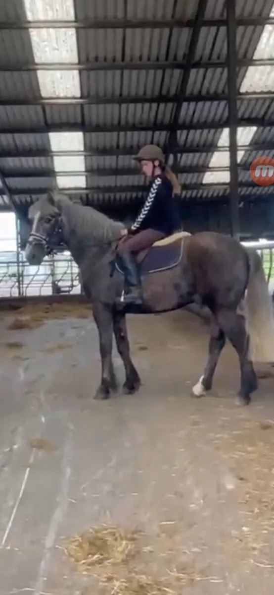 5 yr old Gelding - Image 4