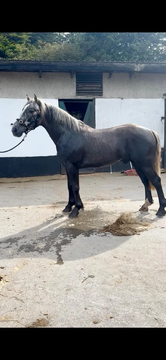 5 yr old Gelding - Image 1