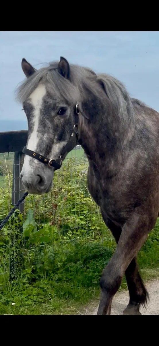 5 yr old Gelding - Image 2