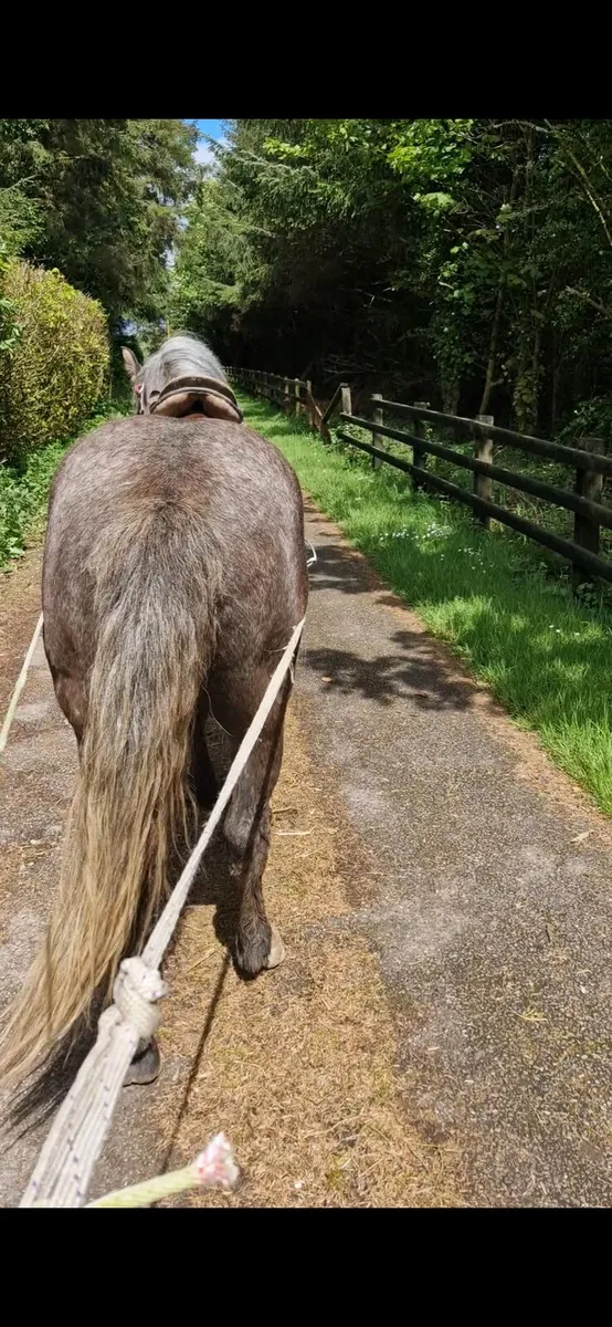 5 yr old Gelding - Image 3
