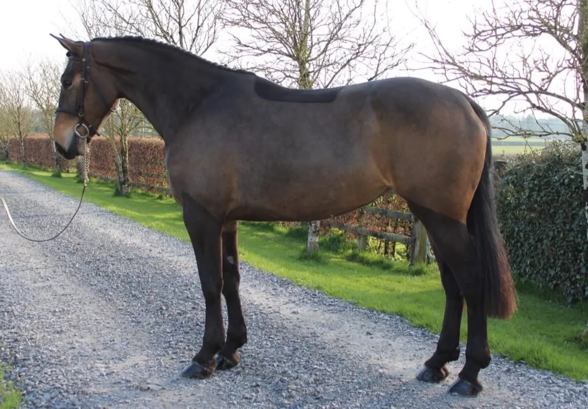 4 year old reg Irish draught mare - Image 1
