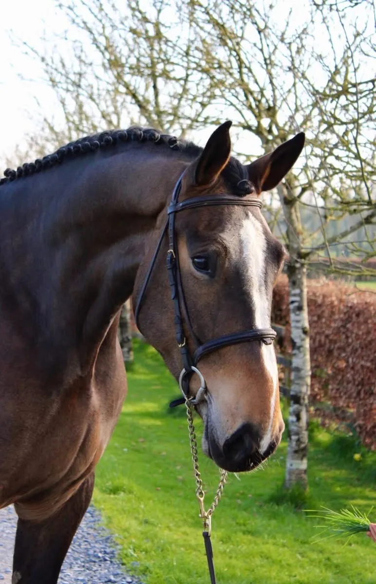 4 year old reg Irish draught mare - Image 2