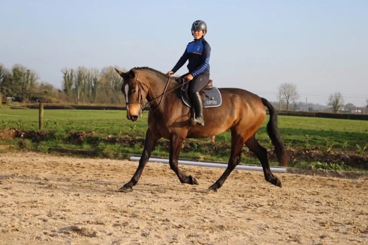 4 year old reg Irish draught mare - Image 3