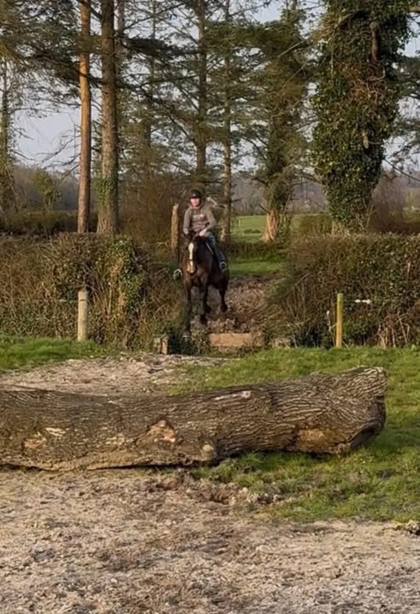 4 year old reg Irish draught mare - Image 4
