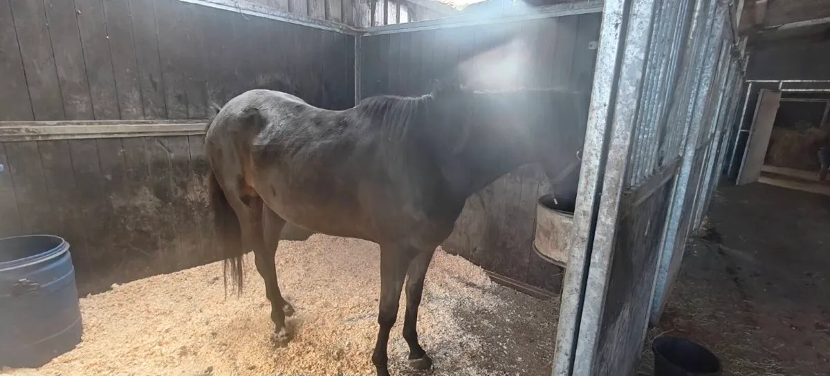 Trotting horse - Image 1