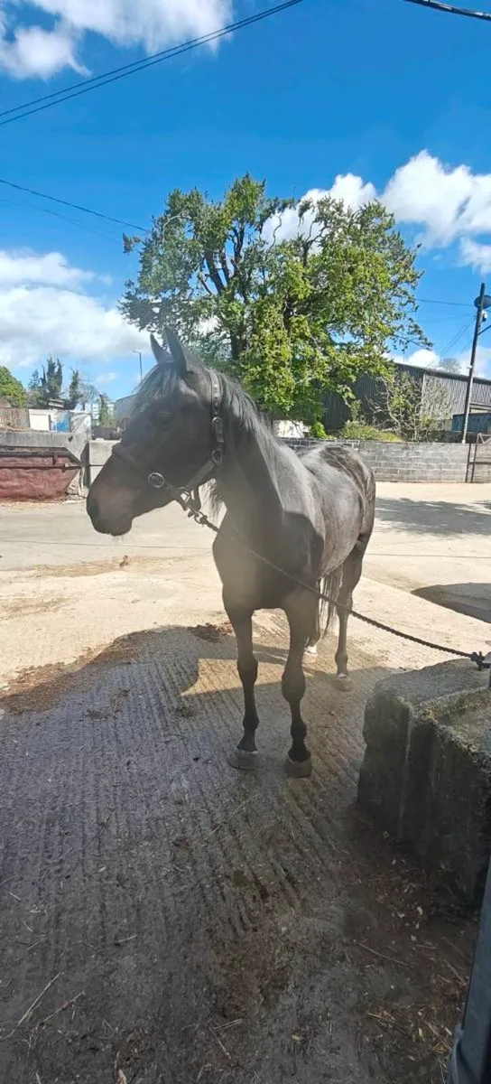 Trotting horse - Image 4