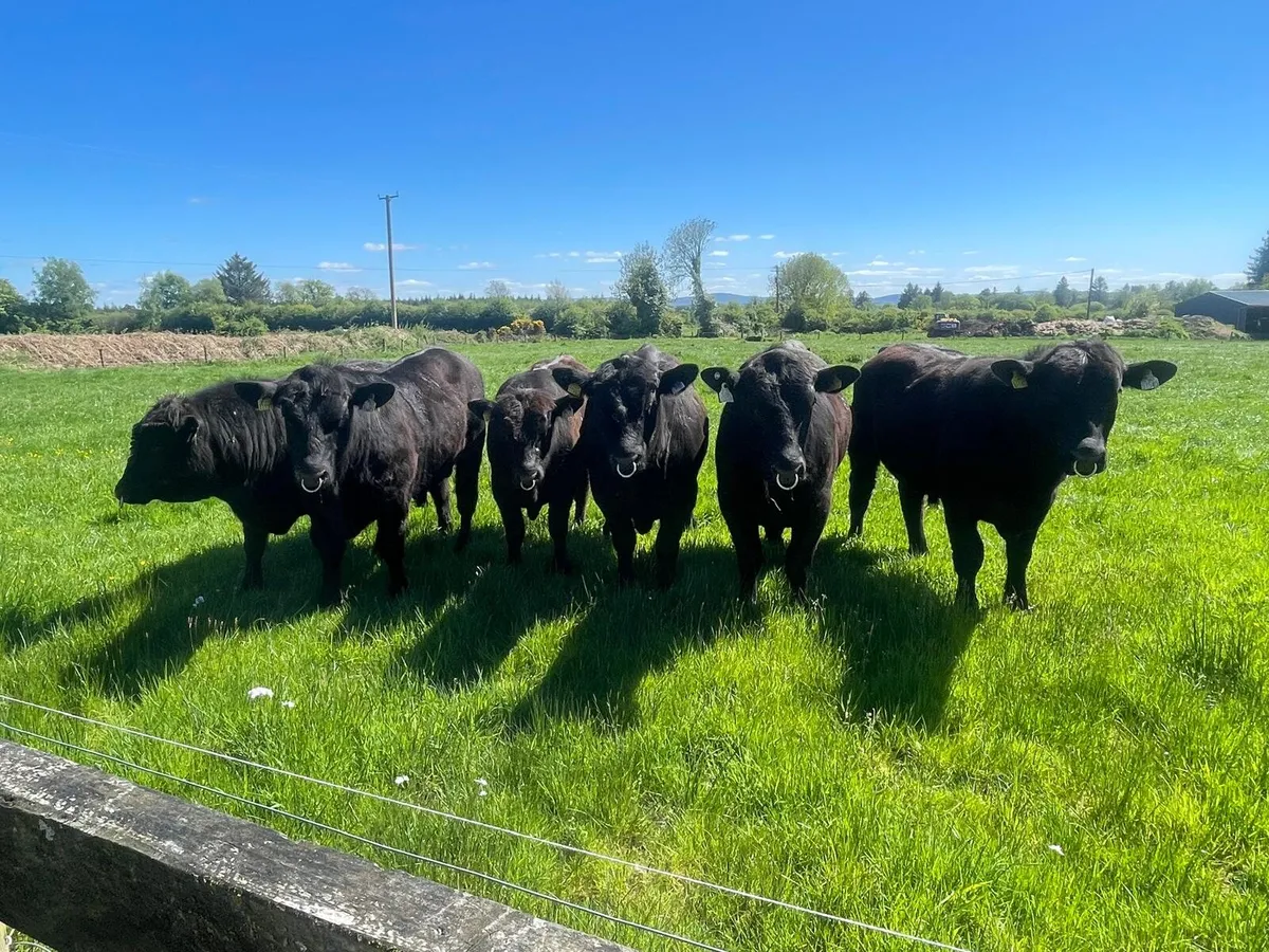 Livestock - Image 2
