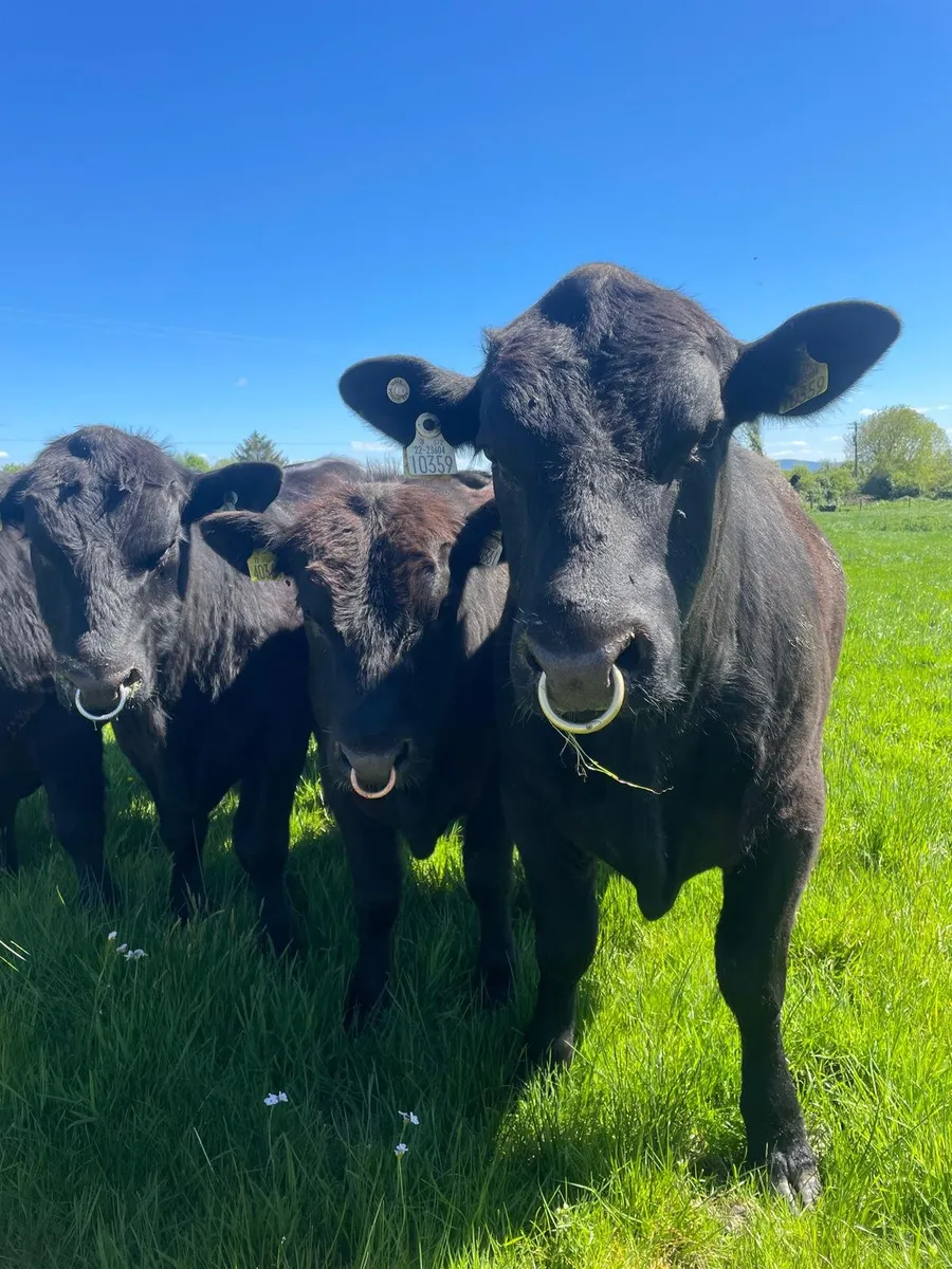 Livestock - Image 1