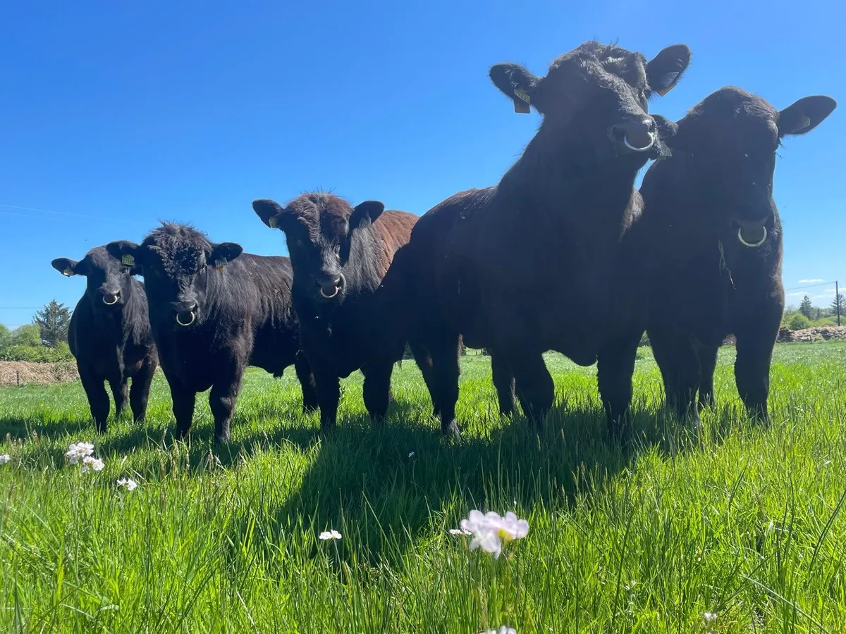 Livestock - Image 4