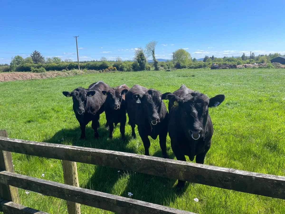 Livestock - Image 3