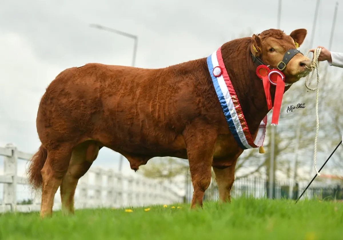 Final Limousin Society bull sale, Sat May 23 - Image 3
