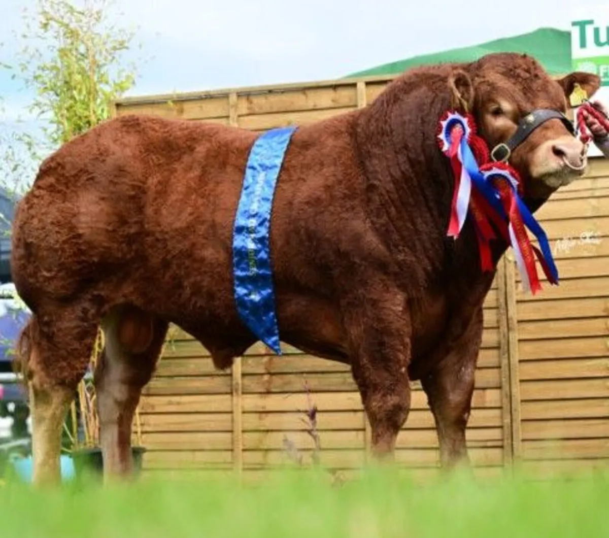 Final Limousin Society bull sale, Sat May 23 - Image 1