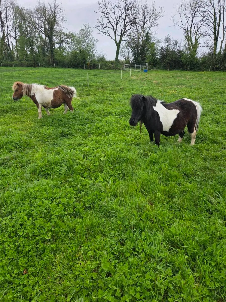 Miniature Mares ( on hold) - Image 1