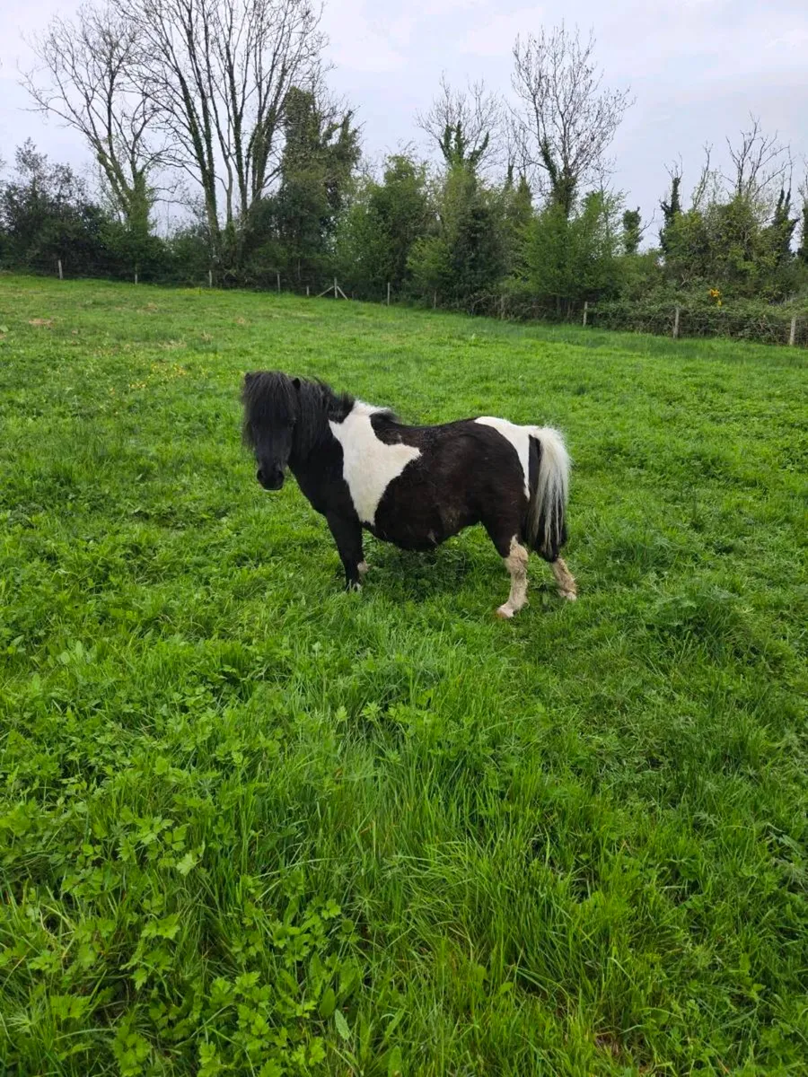 Miniature Mares ( on hold) - Image 3