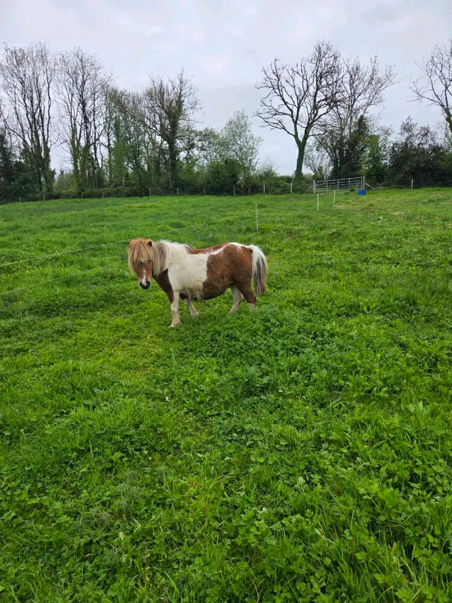 Miniature Mares ( on hold) - Image 2