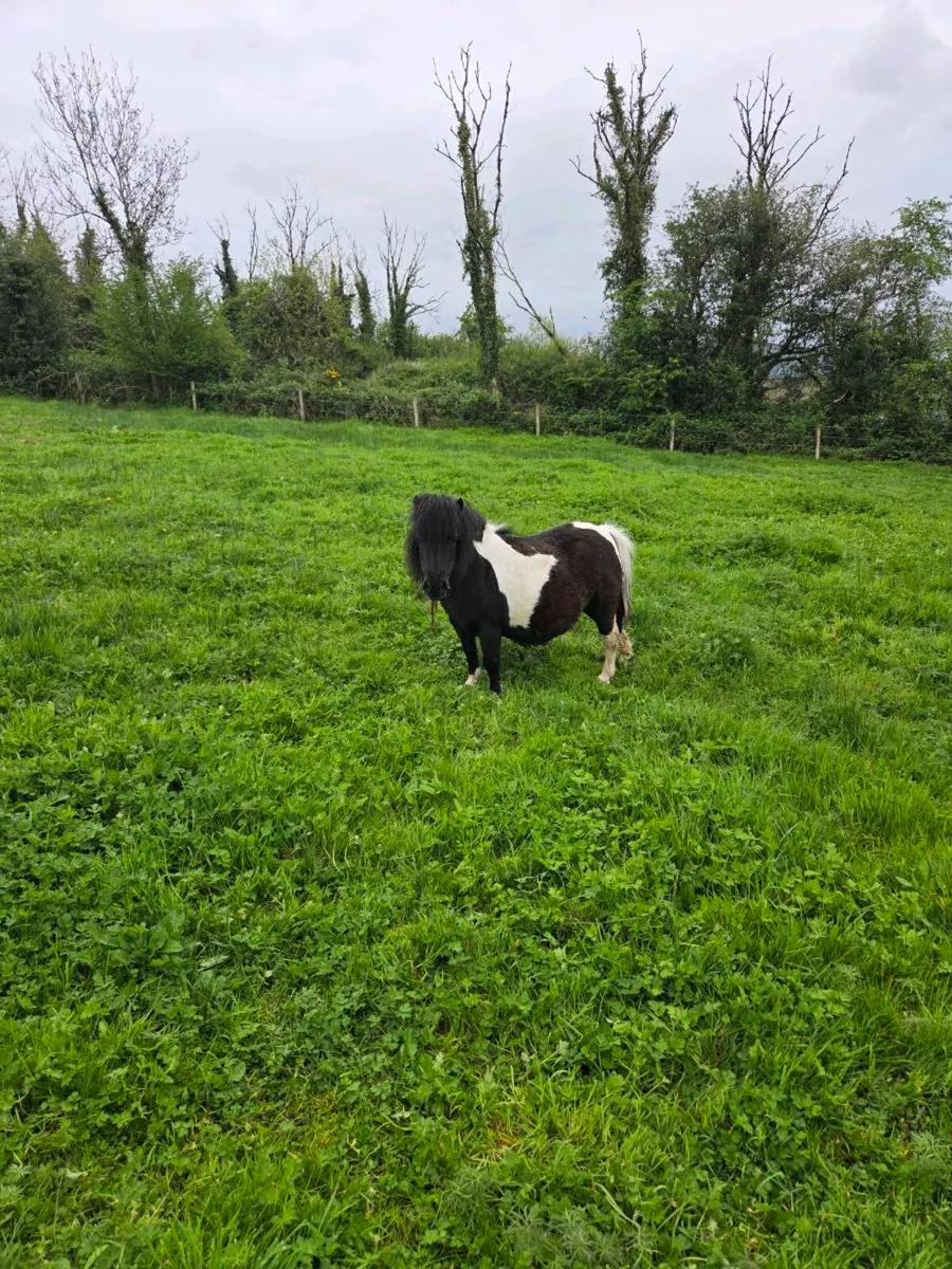 Miniature Mares ( on hold) - Image 4