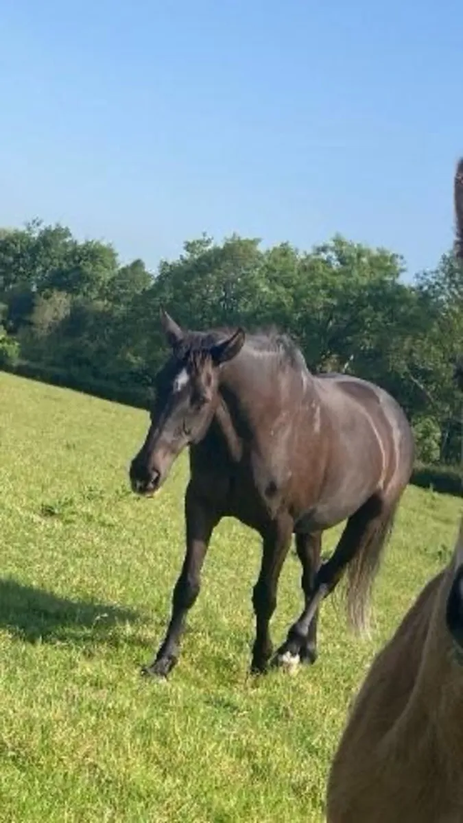 Horse - Image 1