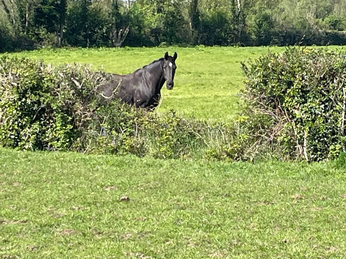 Horse - Image 3