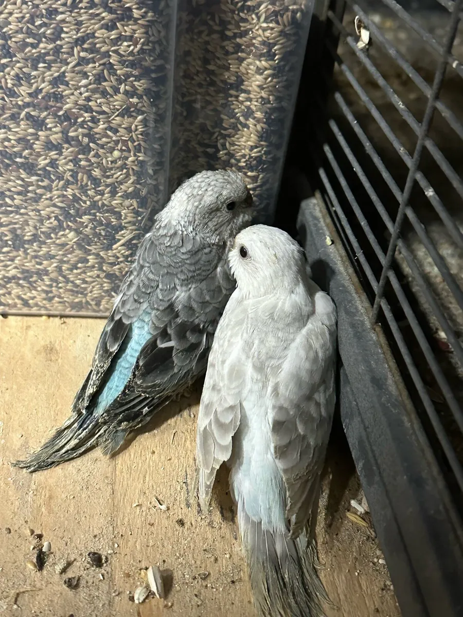 Redrump parrot chicks and cages - Image 2
