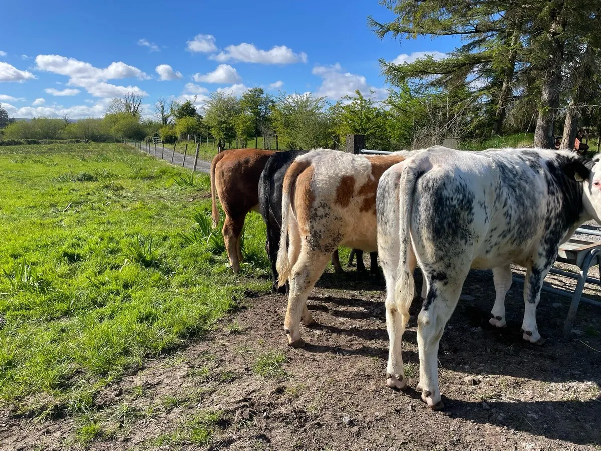 4 heifers - Image 3