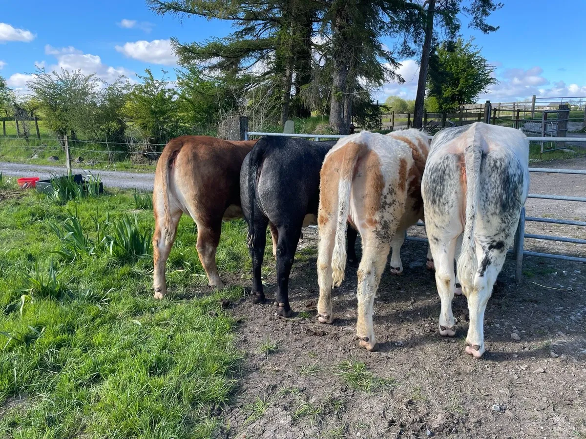 4 heifers - Image 4