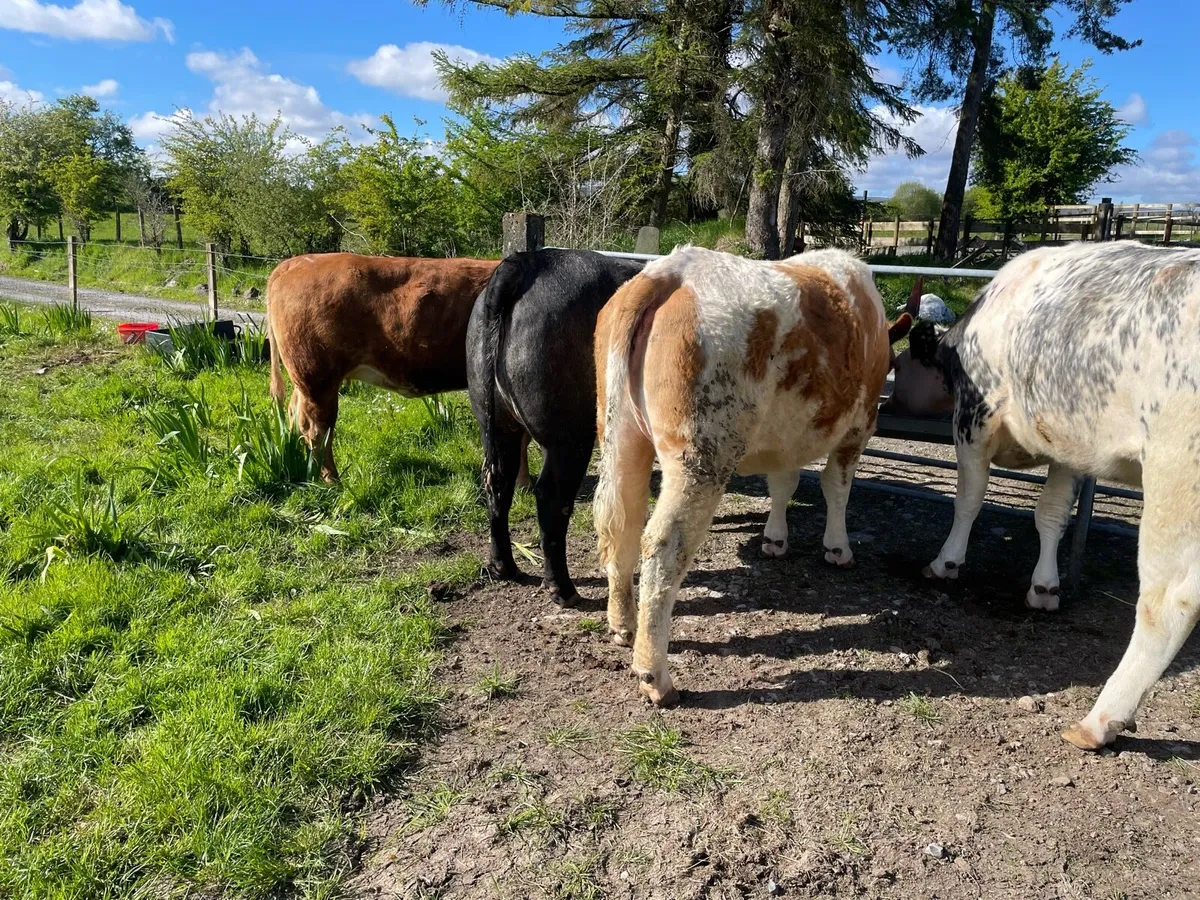 4 heifers - Image 2