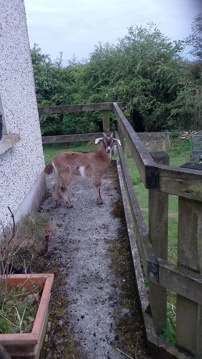 Kid goat male, neutered pigmy male, breeding male - Image 4