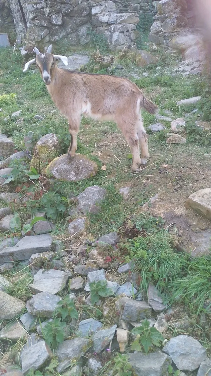 Kid goat male, neutered pigmy male, breeding male - Image 3