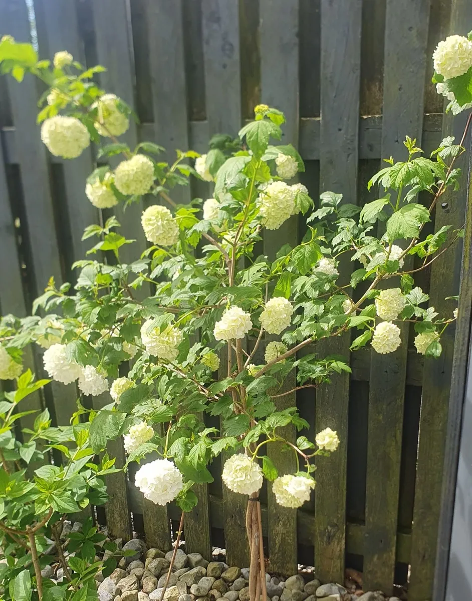 Beautiful Snowball Viburnum - Image 3