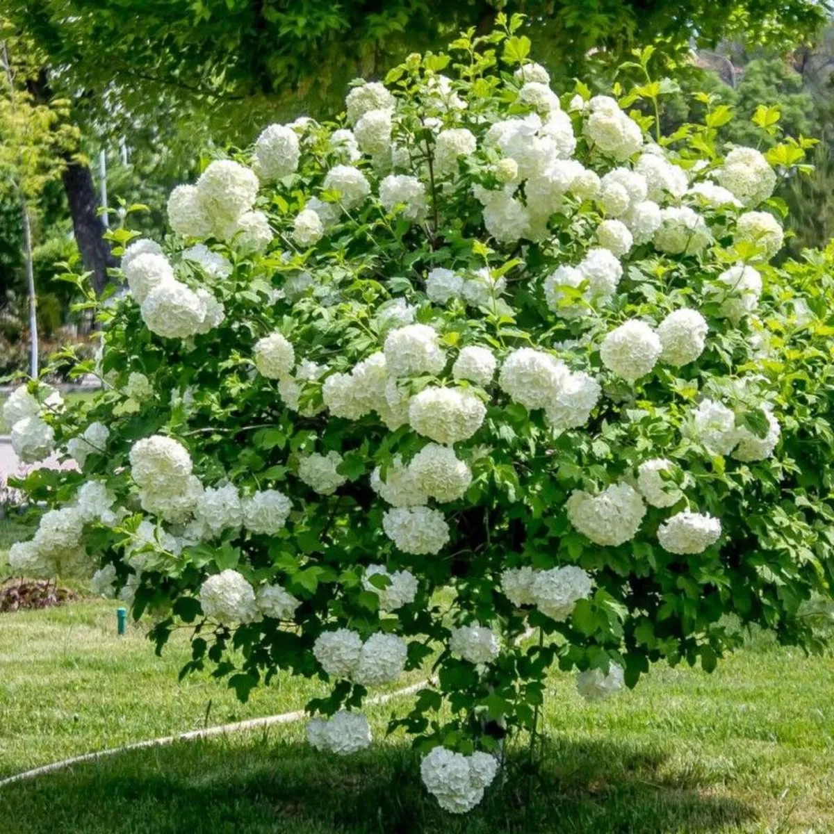 Beautiful Snowball Viburnum - Image 4