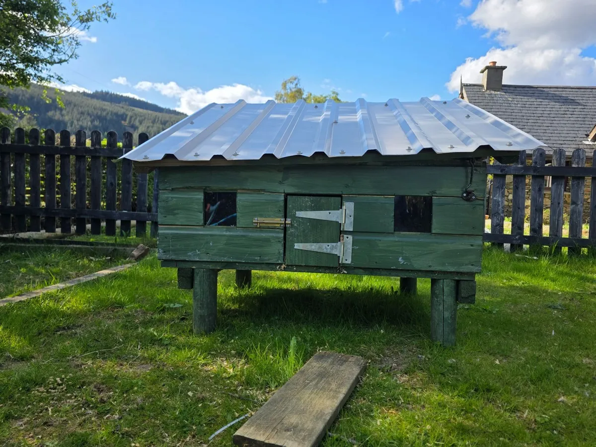 Rabbit/ Hen hutch and enclosure - Image 3