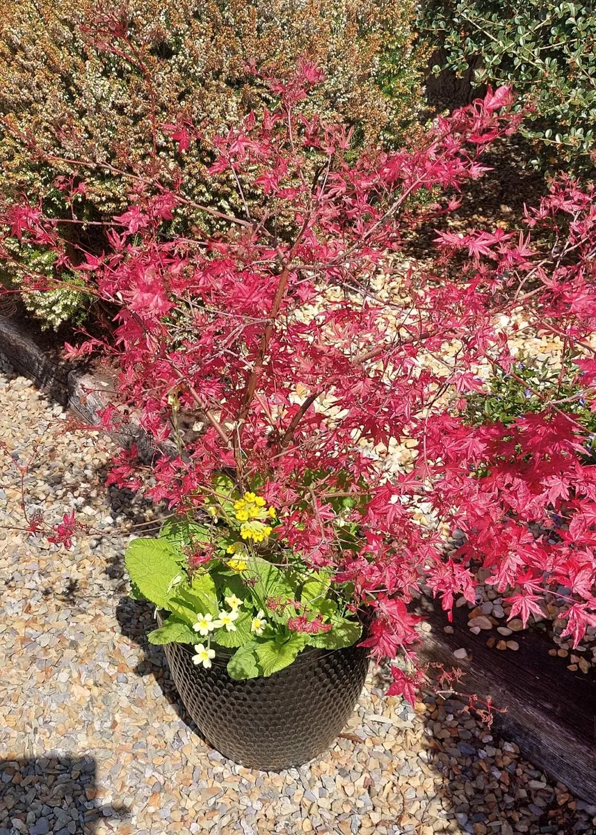 Acer palmatum 'Beni Maiko' For Sale - Image 2