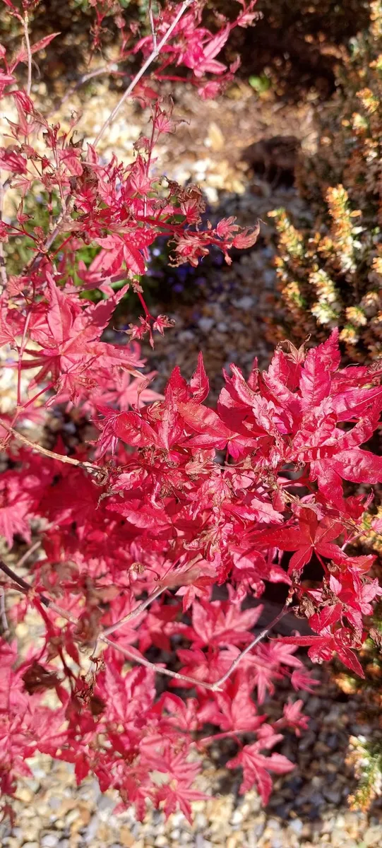 Acer palmatum 'Beni Maiko' For Sale - Image 1