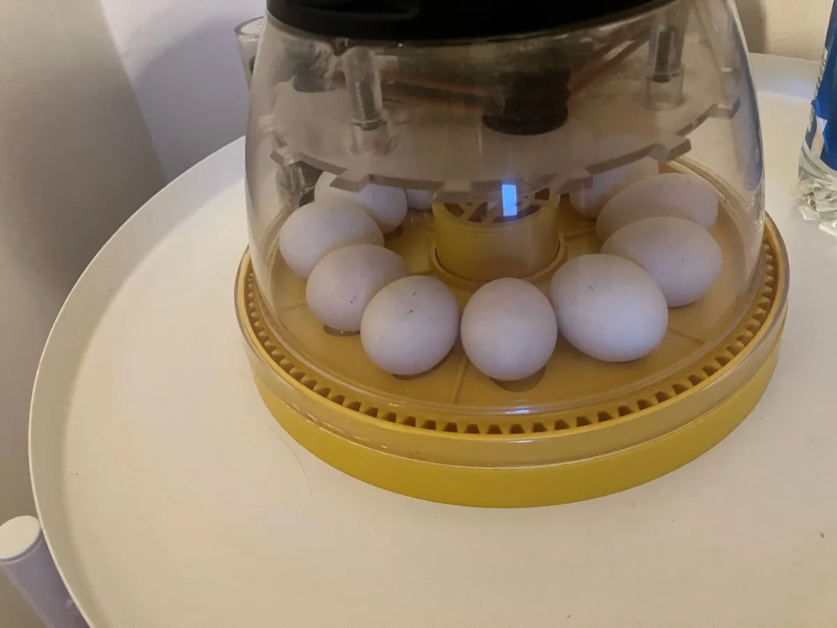 Day old golden sebright chicks and hatching eggs - Image 2