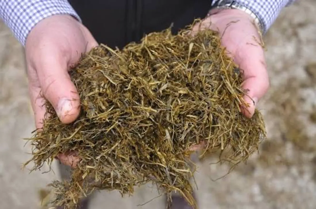 Silage Beet and Maize wanted ! - Image 1
