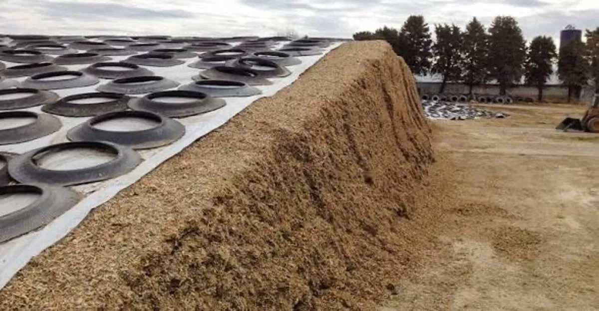 Silage Beet and Maize wanted ! - Image 2