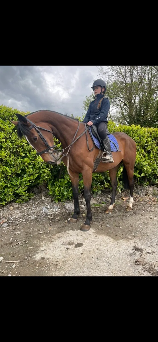 Horse - Image 1