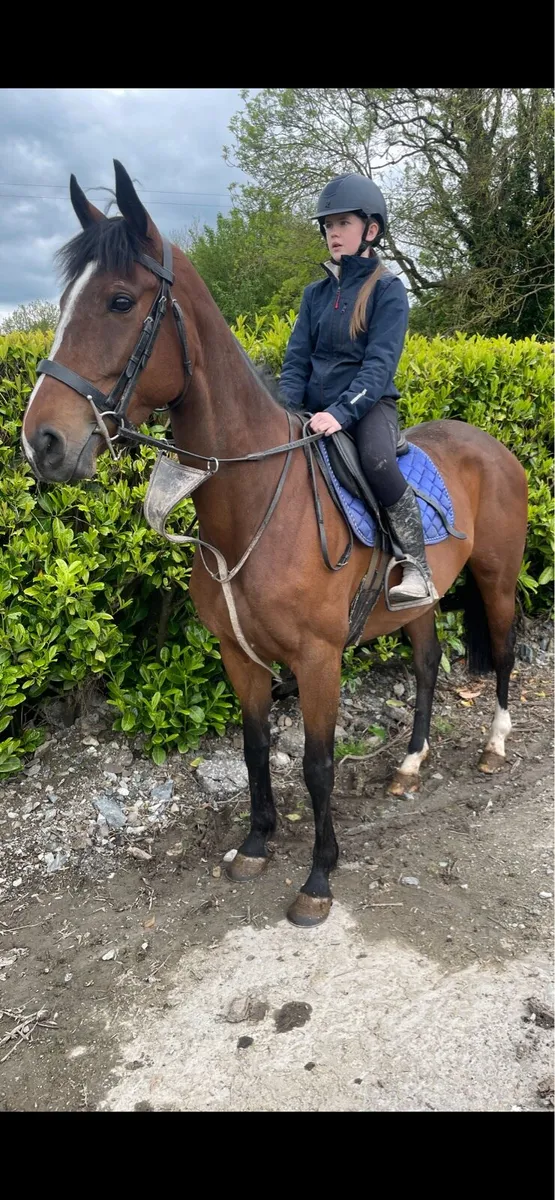 Horse - Image 2