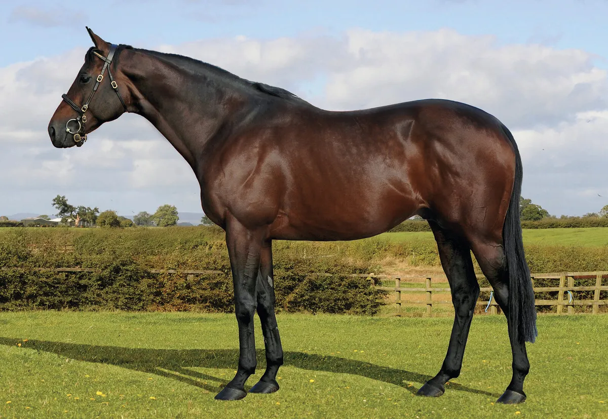 TB stallion for sale